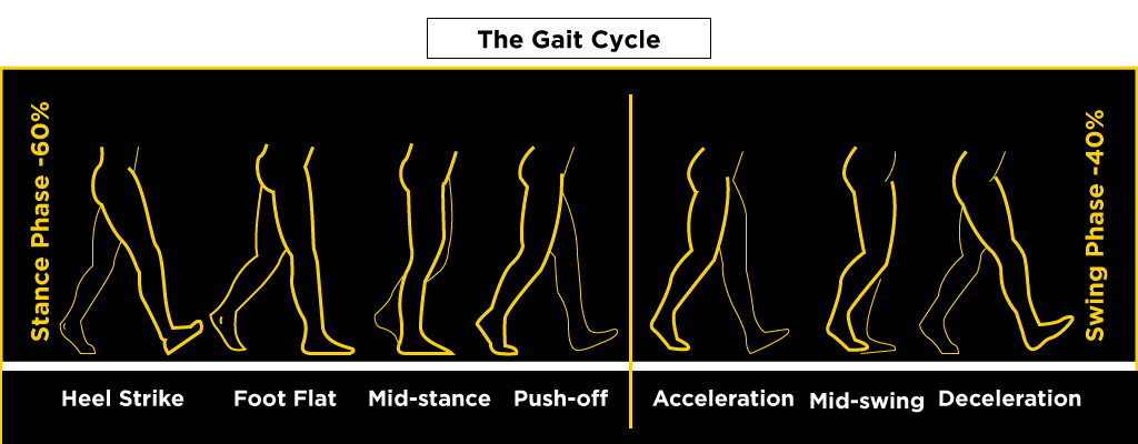4 Gait Phases of Walking