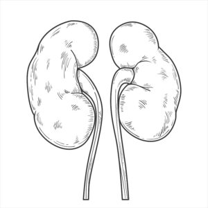 Kidney x Reproductive System