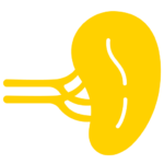 spleen graphic